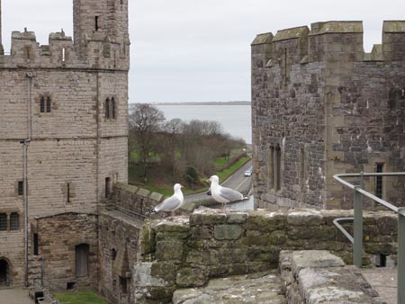 Birds at Caernarfon Castle