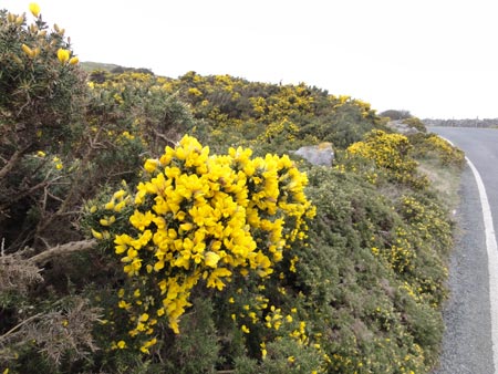Flowers on the Great Orme, Llandudno