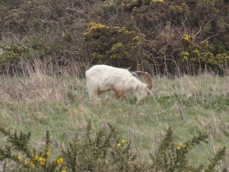 The Great Ram of the Great Orme, Llandudno