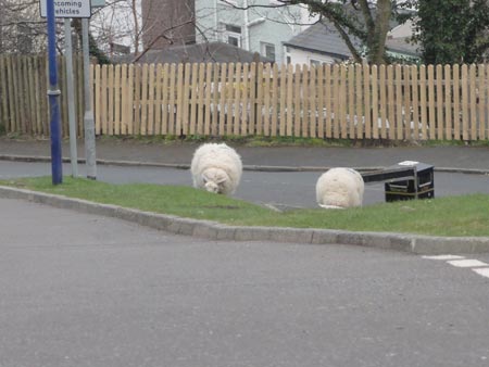 Town sheep, Llandudno