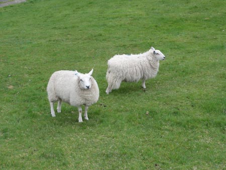 More sheep