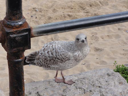 Bird of Llandudno