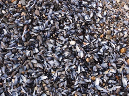 Mussels of Llandudno