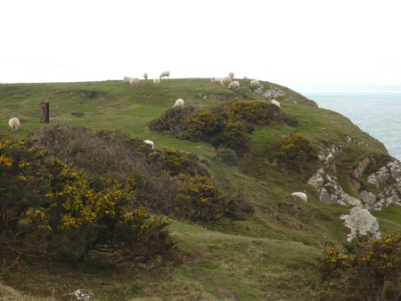 Sheep at Rhossili
