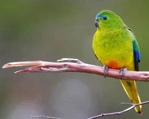 b_orange-bellied_parrot_jpg