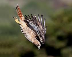 Redtailed Hawkdiving
