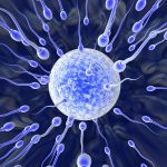 090709-sperm-egg-02 (1)