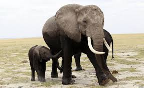elephants