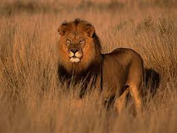 lions