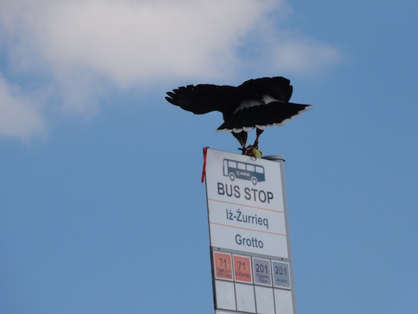 A bird waiting for a bus at the Blue Grotto, Malta