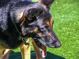 dog2