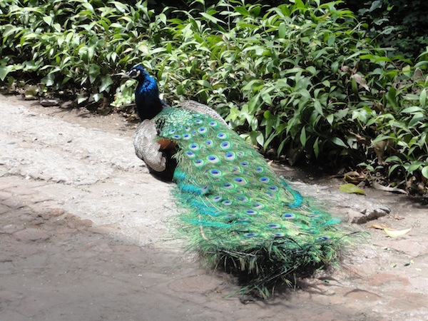 Peacock in the courtyard of the Museo Colonial, Santiago Chile