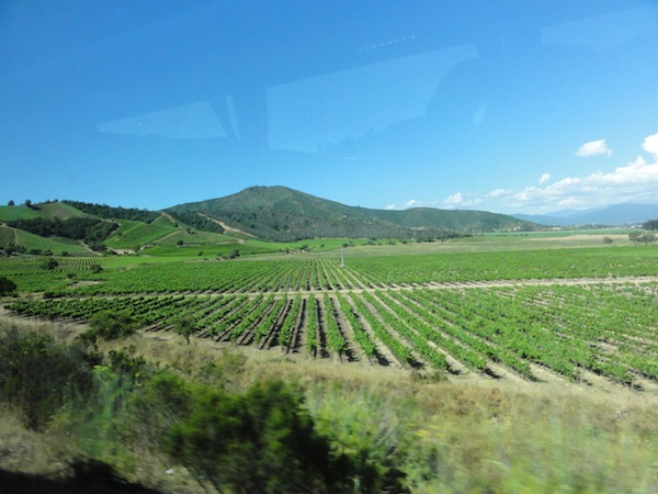 Chile vineyard