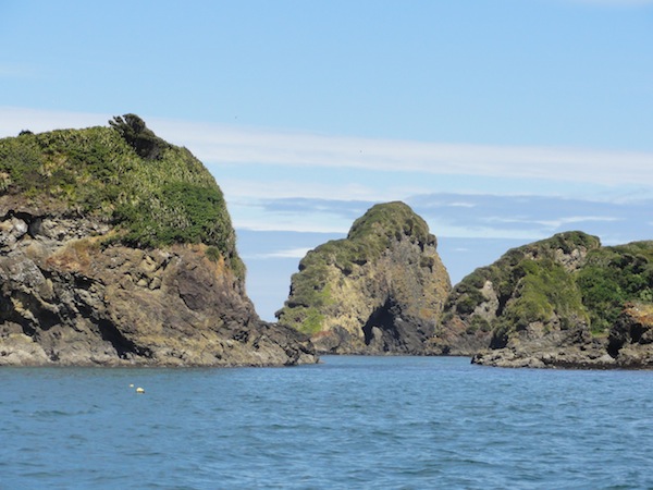 penguins chiloe