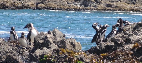 penguins chiloe