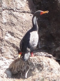 Red-footed cormorant