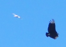 Turkey vulture