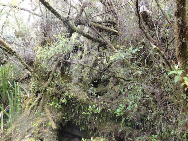 National Park Chiloe Parque Nacional