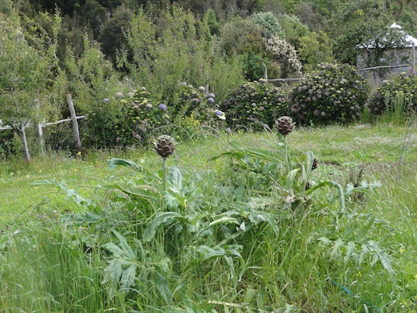 artichokes farm chiloe chile