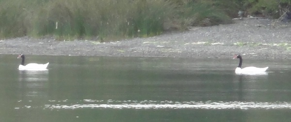 Swans Vilupulli Chiloe