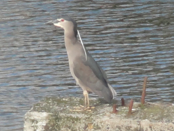 bird Castro Chiloe Chile