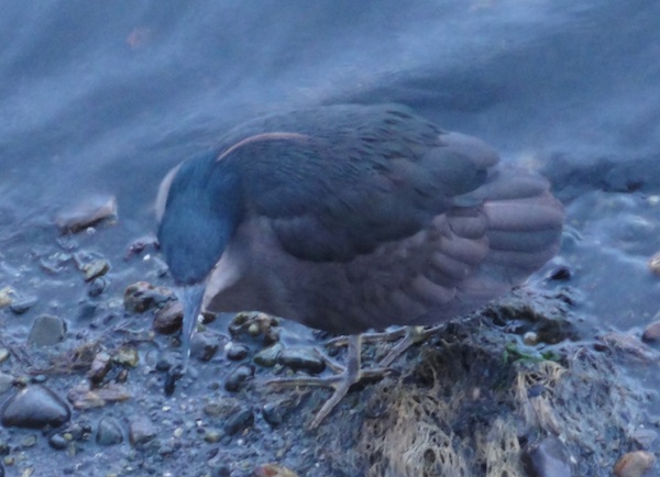 bird Castro Chiloe Chile