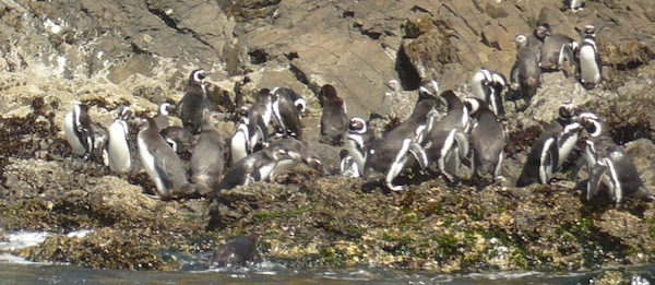 penguins chiloe