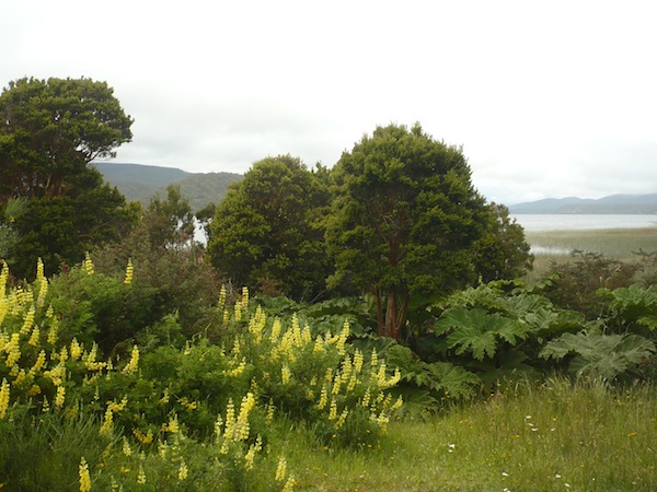 National Park Chiloe Parque Nacional