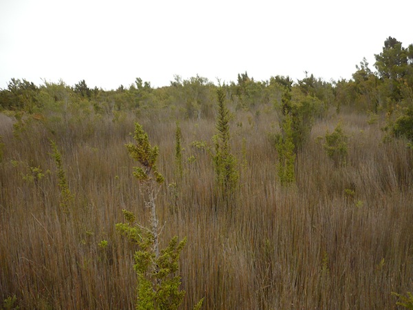 National Park Chiloe Parque Nacional
