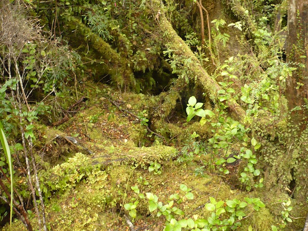 National Park Chiloe Parque Nacional