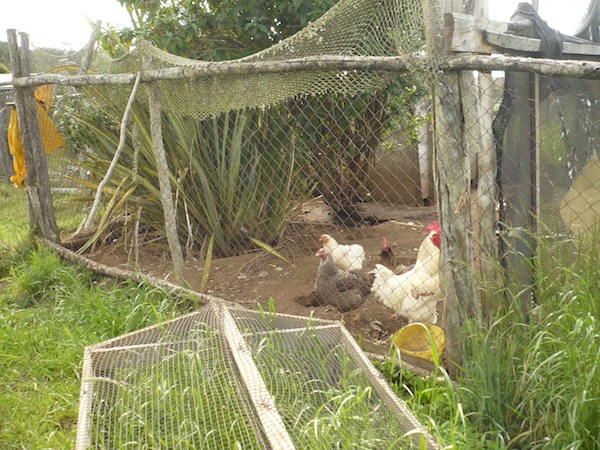 chickens farm chiloe chile