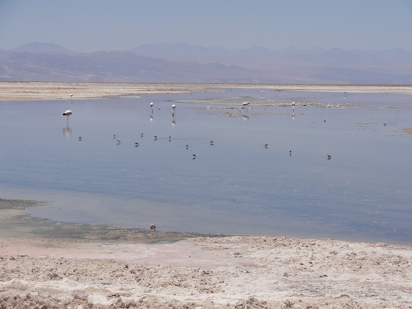 Laguna Chaxa, Flamingoes, Salar de Atacama, Atacama Desert salt flats, Chile