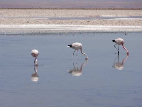 Flamingoes, Laguna Chaxa, Salar de Atacama, Atacama Desert salt flats, Chile