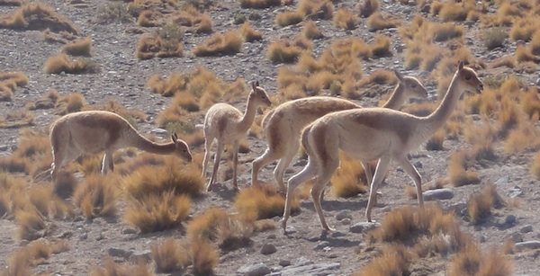 Vicuñas, Atacama Desert, Chile