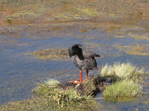 Giant coot, Atacama Desert, Chile