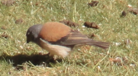 DSC02605-bird