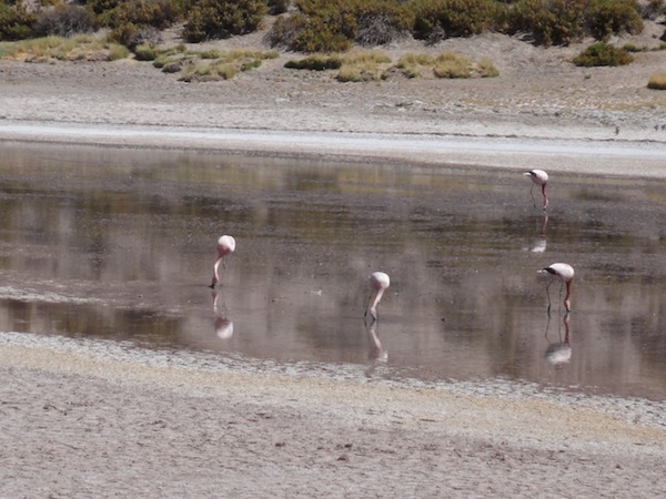 Flamingoes, Atacama Desert, Chile