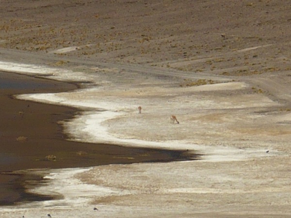 Vicunas in the Atacama Desert, Chile