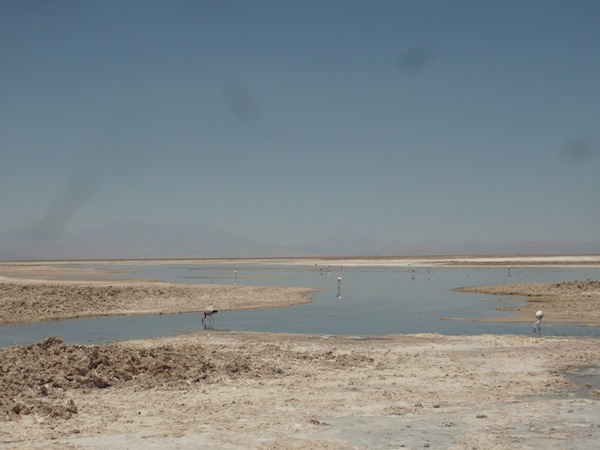 Flamingoes, Salar de Atacama, Atacama Desert, Chile