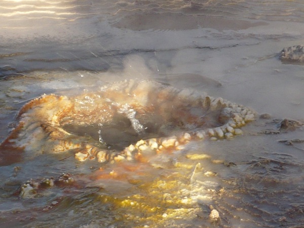 Cyanobacteria at the El Tatio Geysers, Atacama Desert, Chile