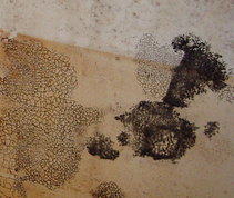 mold flooding