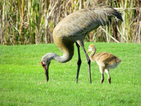 Sandhill Crane w Chick