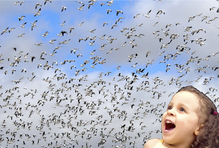 Child in wonder at a flock of migrating geese. Collage by: Lynette Yetter using public domain photos by U.S. Fish and Wildlife Service and Amanda Mills, USCDCP
