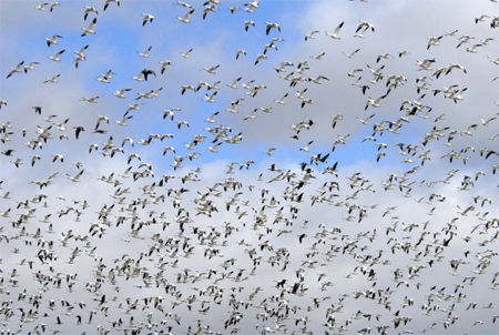 A flock of geese during their migration. Photo: U.S. Fish and Wildlife Service