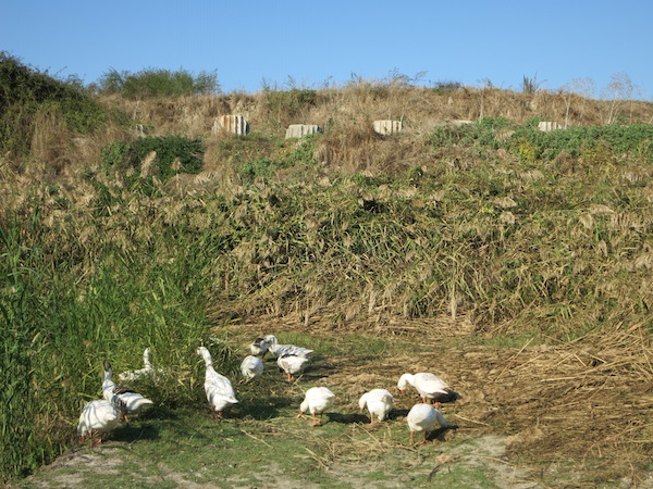 The Birds of Artemis hunt for snacks. In the background are the bases of some of the Temple of Artemis's 127 columns.