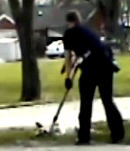 anthem seized dogs