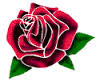 rose flower