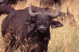 cape-buffalo