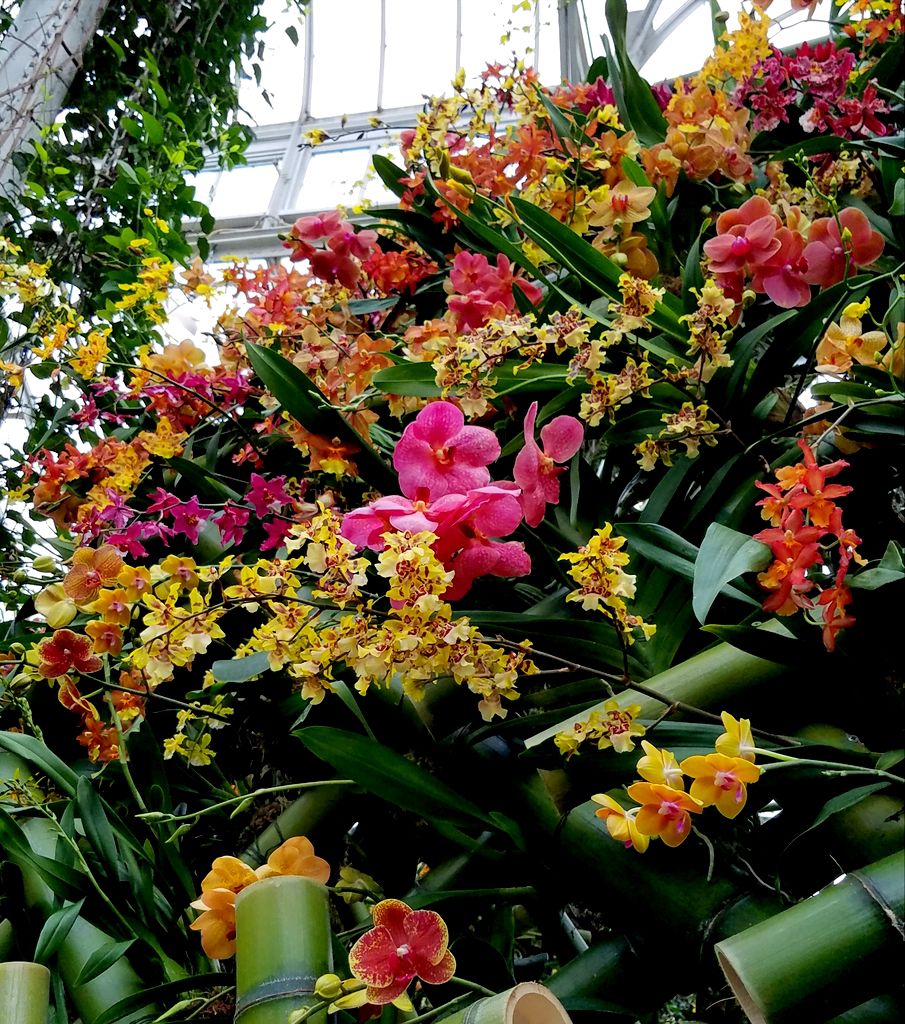 New York Botanical Garden, Orchid Show 2018,Daniel Ost Belgian floral artist