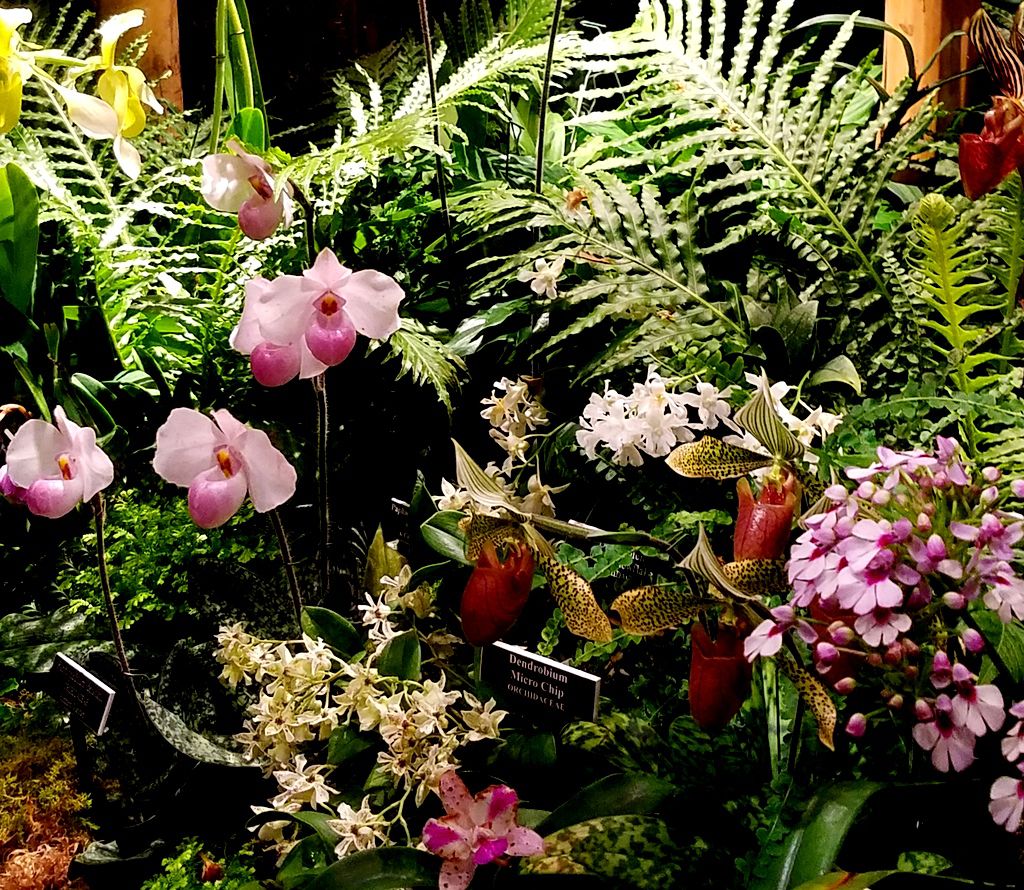 2018 Orchid Show, New York Botanical Garden